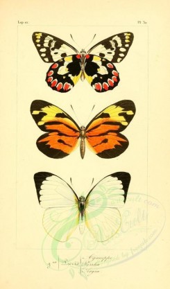 butterflies-09972 - image [1924x3274]