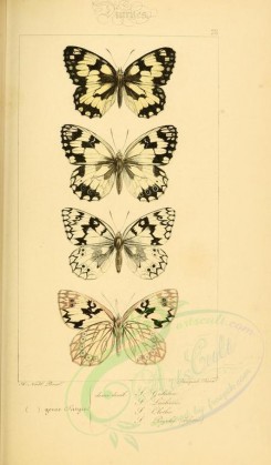 butterflies-10036 - image [2056x3516]