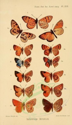 butterflies-10149 - image [1869x3222]