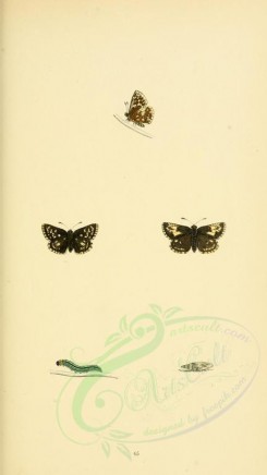 butterflies-10311 - image [2000x3552]