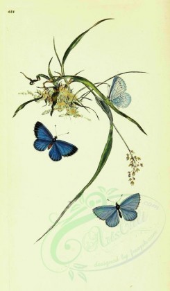 butterflies-10601 - image [1795x3077]