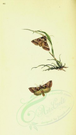 butterflies-10650 - image [1764x3113]