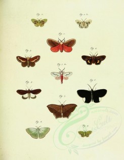 butterflies-10714 - image [2518x3241]