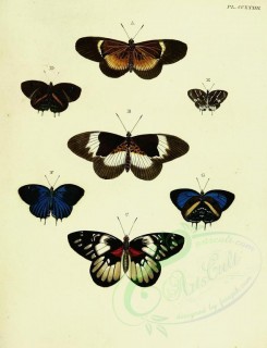 butterflies-10763 - image [2529x3302]