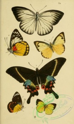 butterflies-12881 - 296