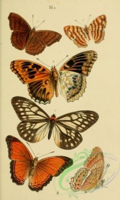 butterflies-12882 - 297