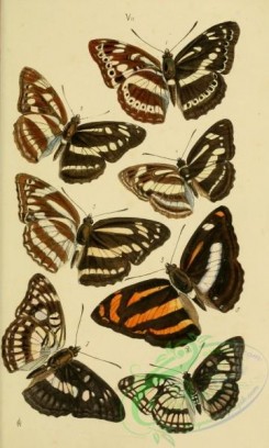 butterflies-12884 - 299