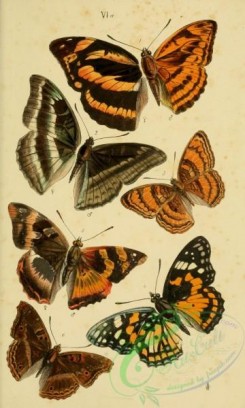butterflies-12885 - 300