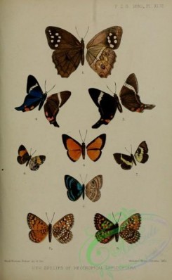 butterflies-14771 - 083