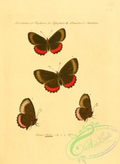 butterflies-15209 - 011
