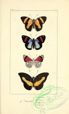 butterflies-18741 - 072