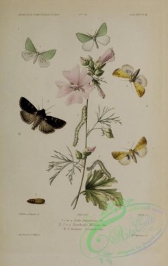 butterflies-18854 - 185