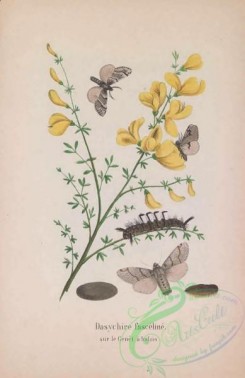 butterflies-18916 - 003