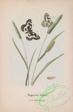 butterflies-18921 - 008
