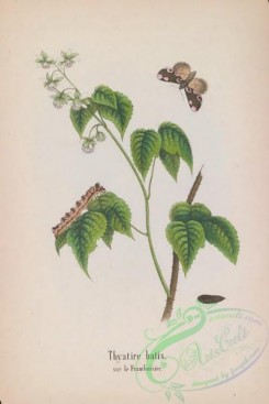 butterflies-18932 - 019