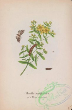 butterflies-18933 - 020