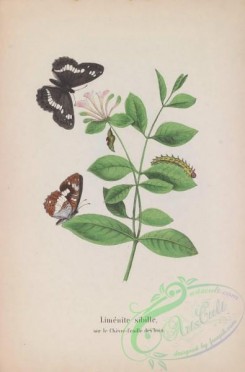 butterflies-18938 - 025