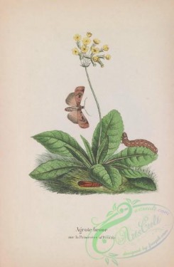butterflies-18940 - 027