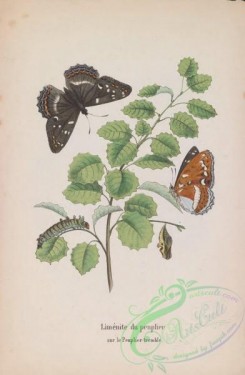 butterflies-18941 - 028
