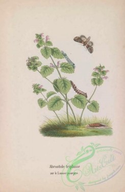 butterflies-18942 - 029