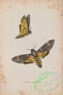 butterflies-18947 - 034
