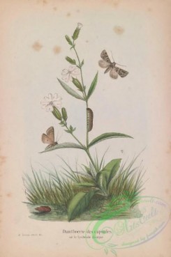butterflies-18949 - 036