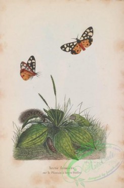 butterflies-18950 - 037