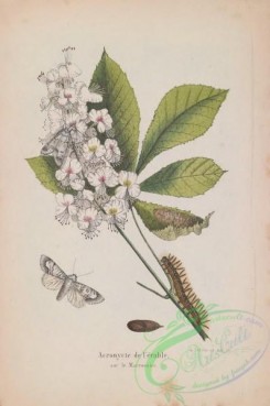 butterflies-18951 - 038
