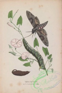 butterflies-18953 - 040