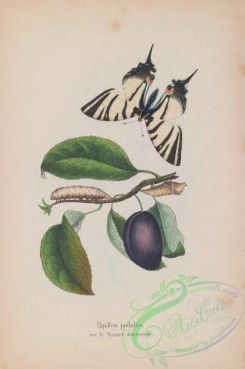 butterflies-18954 - 041