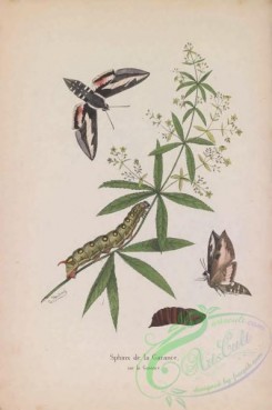 butterflies-18956 - 043