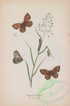 butterflies-18957 - 044