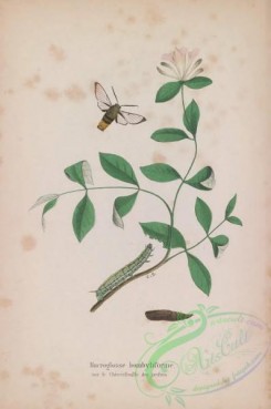 butterflies-18962 - 049
