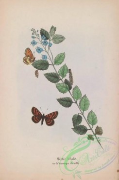 butterflies-18967 - 054