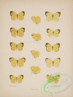 butterflies-19080 - 167