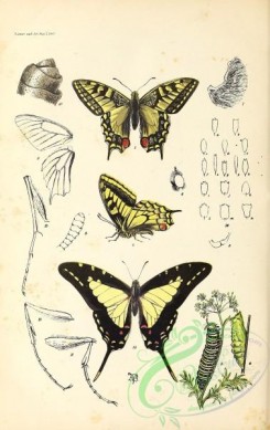 butterflies-19134 - 004