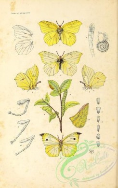 butterflies-19135 - 005