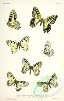 butterflies-19373 - 018