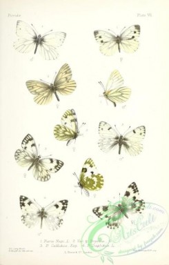 butterflies-19378 - 023