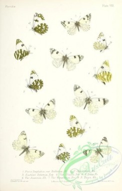 butterflies-19379 - 024
