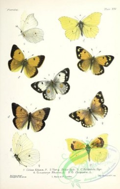 butterflies-19385 - 030