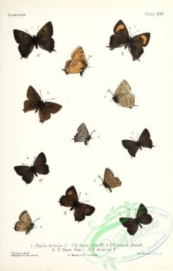 butterflies-19388 - 033