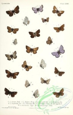 butterflies-19395 - 040