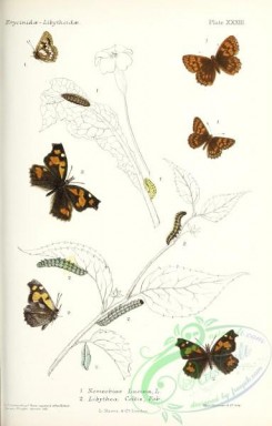 butterflies-19404 - 049