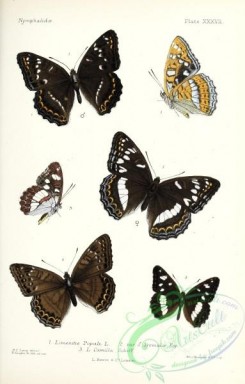 butterflies-19408 - 053