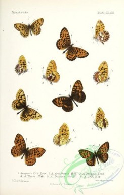 butterflies-19419 - 064