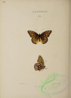 butterflies-19645 - 027