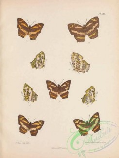 butterflies-19984 - 102