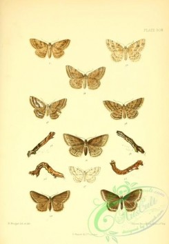 butterflies-20516 - 028