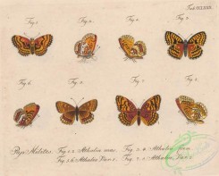 butterflies-21275 - 121